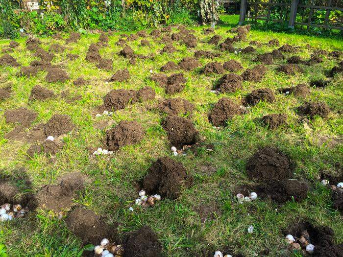 Blumenzwiebel angepflanzt: Es war nicht der Maulwurf