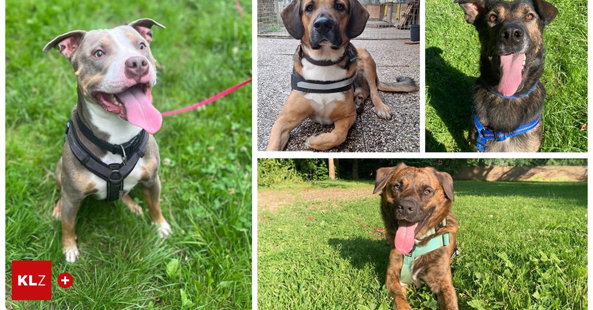 Arche-Noah-Zweite-Runde-f-r-Weihnachtsurlaub-f-r-Tierheimhunde-