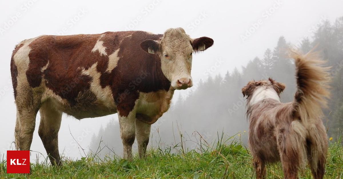 -Ihre-Meinung-bitte-Braucht-es-ein-Hundeverbot-auf-Almen-