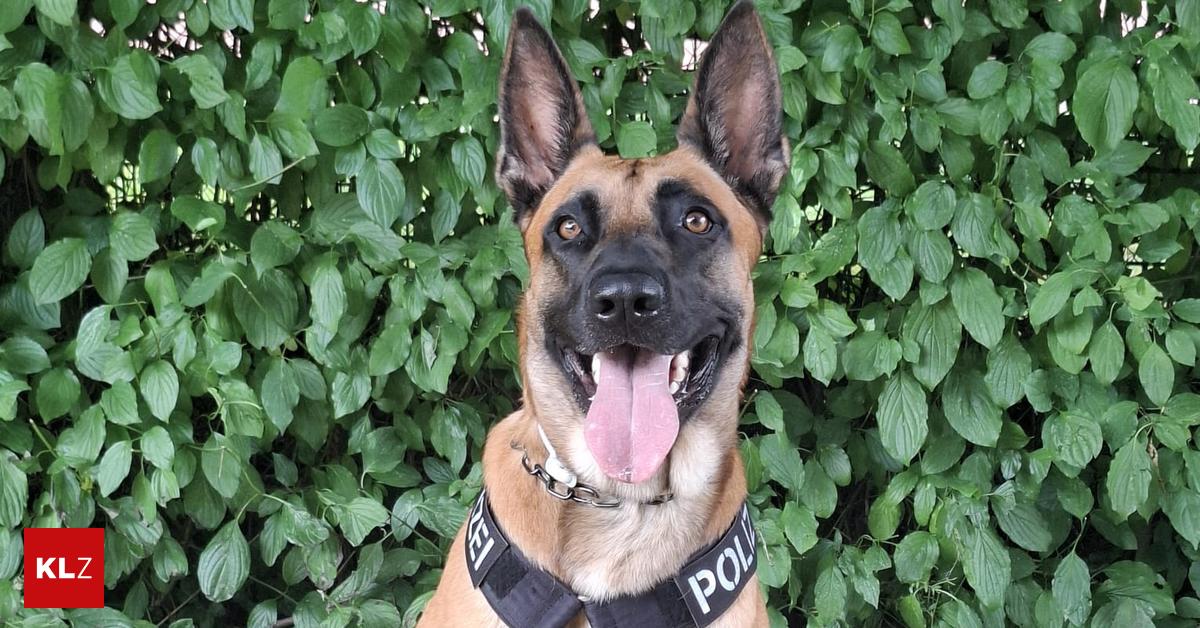 Arche-Noah-Deutscher-Polizeihund-war-Pflegefall-aus-Grazer-Tierheim