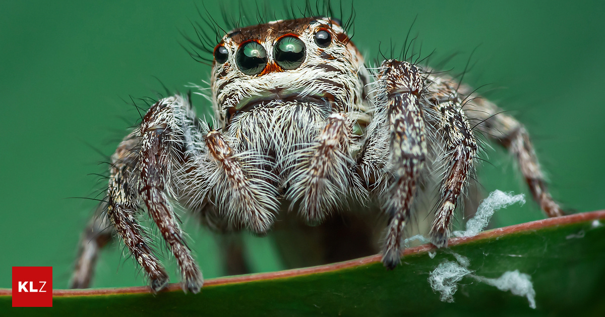 TU-Graz-Neue-Therapie-Mit-VR-Brille-gegen-die-Spinnenphobie