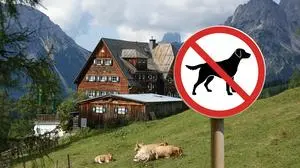 Das Unglück passierte in unmittelbarer Nähe der Austriahütte, einer Hütte des Alpenvereins. Sie liegt auf 1638 m am Fuße des Dachsteins oberhalb der Ramsau. Die Hütte wurde 1880 erbaut und ist die älteste bestehende Schutzhütte des Dachsteinmassivs. Kurz vor der Hütte ging die Herde auf das Ehepaar los, die Kühe dürften sich vom Hund der beiden bedroht gefühlt haben.