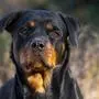 Rottweiler Close Up Face Autumn Fall Look