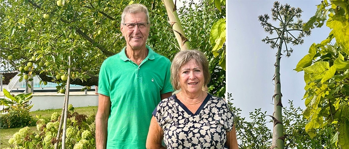 Eva und Franz Kollmann mit ihrer jahrzehntealten Agave, die heuer erstmals ihren imposanten Blütenstand entwickelt hat
