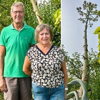 Eva und Franz Kollmann mit ihrer jahrzehntealten Agave, die heuer erstmals ihren imposanten Blütenstand entwickelt hat
