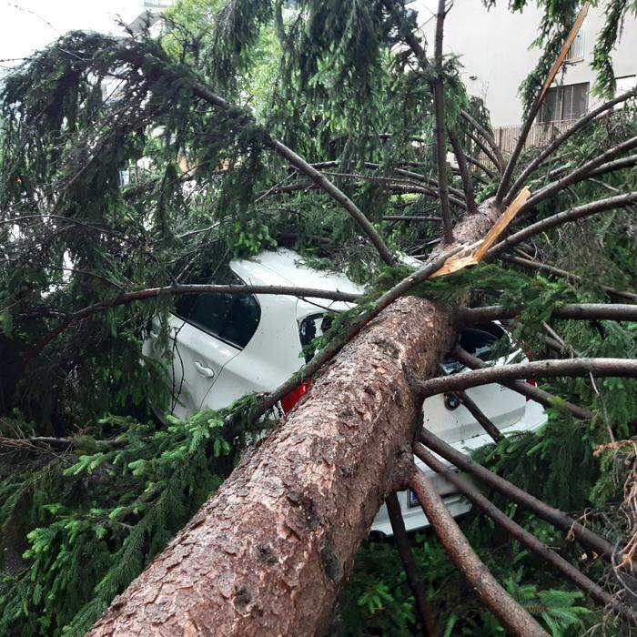 Tornado in Graz sorgte für entwurzelte Bäume 