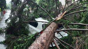 Tornado in Graz sorgte für entwurzelte Bäume 