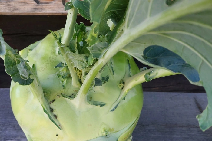 In Garanas, Bad Schwanberg, ist dieser große Kohlrabi gewachsen.