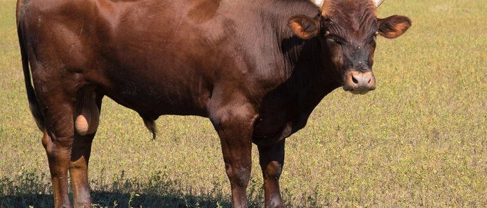 Junger Stier brach aus und stieß kleinen Buben um (Sujet)