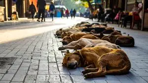 Über 52 Millionen Straßenhunde leben Schätzungen zufolge in Indien. 