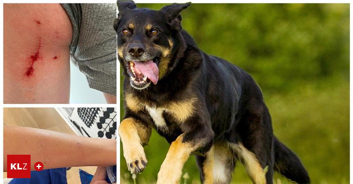 Hund-lief-in-Graz-auf-die-Stra-e-und-biss-junges-Br-derpaar