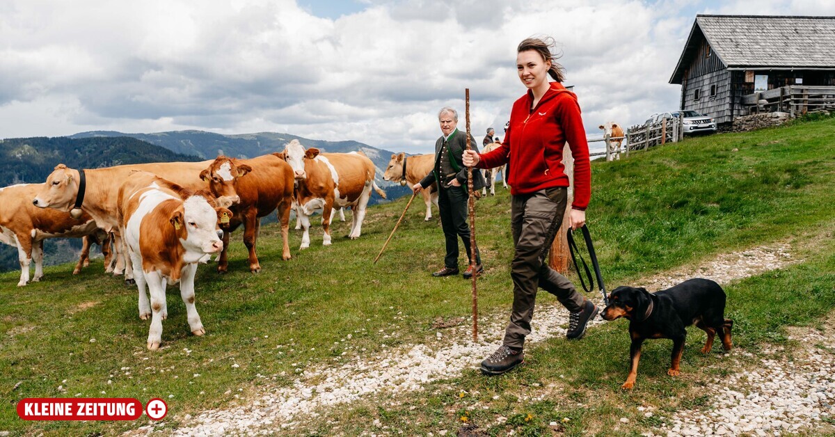 Cow expert: “They are not aggressive, they are just curious”