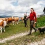 Melanie Affenberger und Rudi Grabner zeigen vor, wie man Kühen mit Hund begegnen sollte