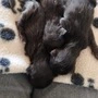 Drei Katzenbabys waren in einer Mülltonne entsorgt worden