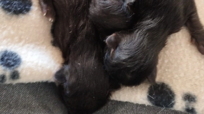 Drei Katzenbabys waren in einer Mülltonne entsorgt worden