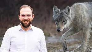 Die Montage zeigt einen Mann im Hemd, dahinter einen vorbeistreifenden Wolf