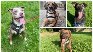 Zahlreiche Vierbeiner stehen für den „Weihnachtsurlaub“ zur Vergabe