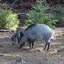 In den Bergregionen des Bezirks Voitsberg sind wieder mehr Wildschweine unterwegs