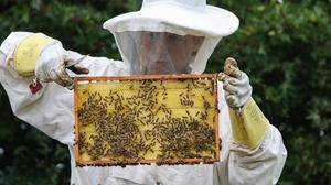 Im Unternehmen „bee honey“ dreht sich alles um Bienen