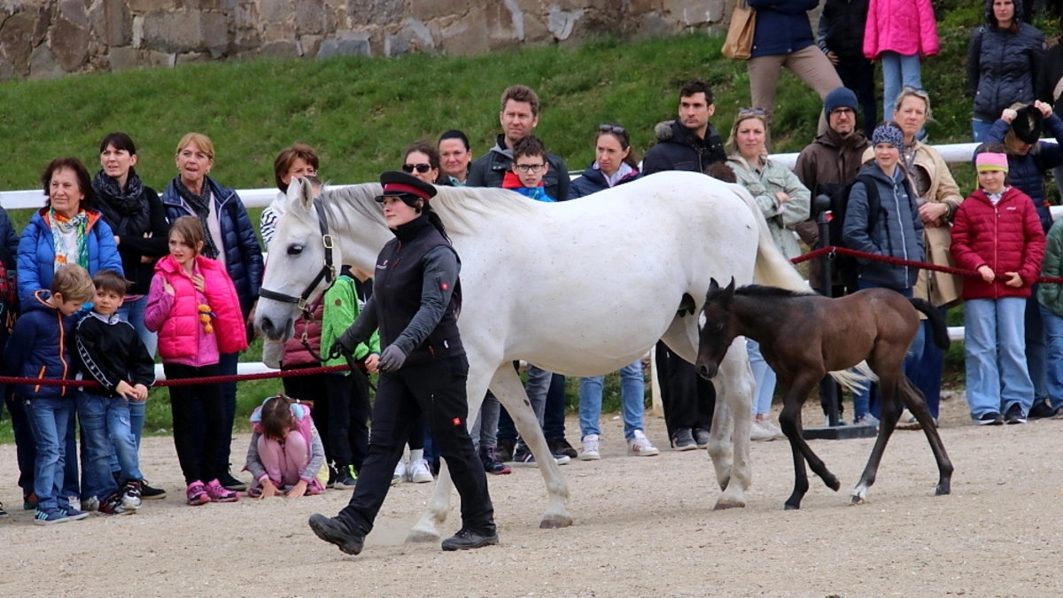 Viele Besucher wollten die Lipizzaner-Fohlen sehen