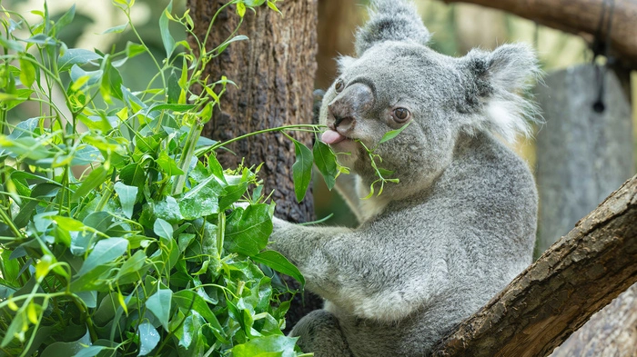 Den Koalas im Tiergarten werden mehr als 30 Eukalyptus-Arten angeboten. Teils kommen sie aus Belgien, Großbritannien, aber auch aus der Steiermark 