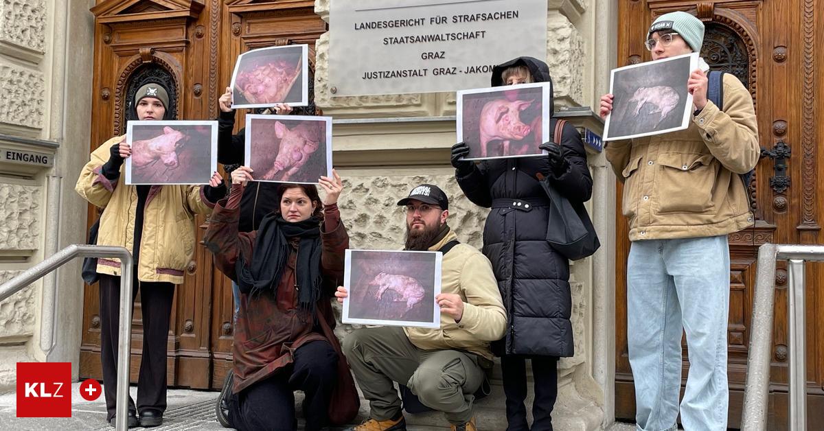 Tierqu-lerei-Schweine-mussten-bereinander-und-in-den-Futtertr-gen-liegen