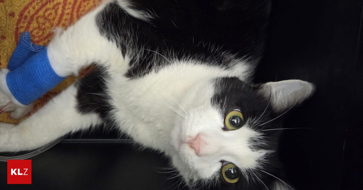 Besondere-Gefahr-Drei-Katzen-binnen-vier-Tagen-von-Autos-angefahren