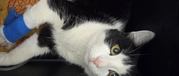 Eine Katze mit schwarz-weiß-geflecktem Fell und verbundener Pfote liegt auf einer ausgebreiteten Decke