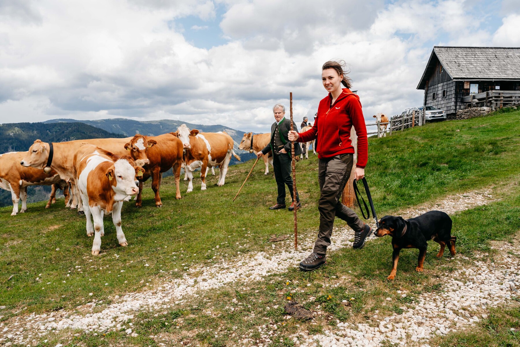 Risiko Kuh-Attacke: Der Alm-Knigge des Rinderflüsterers