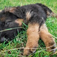 Zwei Schäferhundwelpen fanden die Polizisten im Auto (Sujetbild)