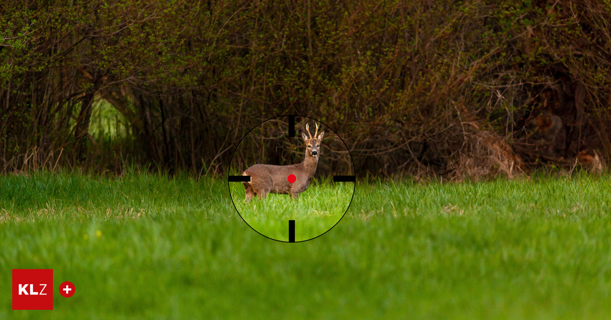 Wilderer-erlegte-Reh-aber-Vielleicht-war-es-ja-ein-Herzinfarkt-