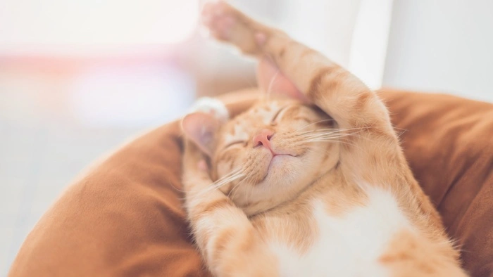 Cute kitten cat sleeping on the pillow at home background.Concept of Raising pets and animals in the house to be healthy and happy.