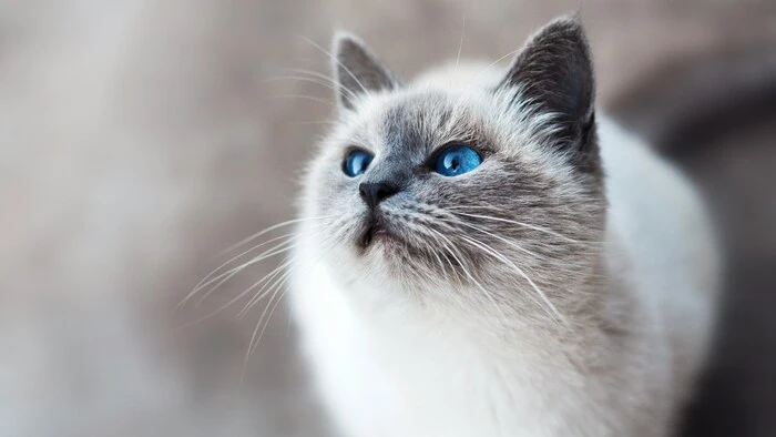 Katze mit blauen Augen