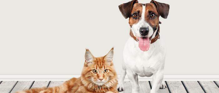 Katzen und Hunde sind die beliebtesten Haustiere in Österreich
