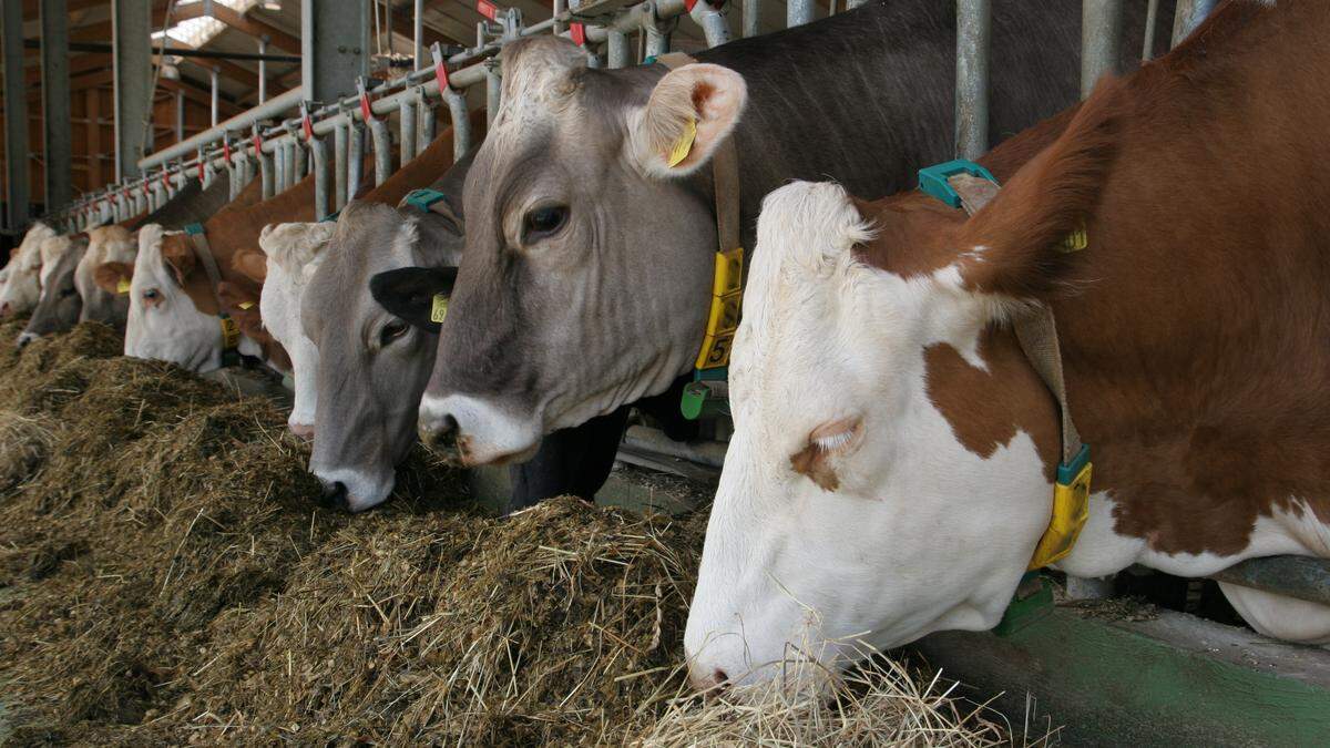 Laut Agrarmarkt Austria (AMA) produzieren 80 Prozent der Milchbauern bereits nach den neuen, höheren Standards 