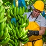 Die Banane – hier ein Anbaugebiet in Kolumbien – zählt zu den bekanntesten Fairtrade-Produkten und gilt als tropischer „Ausreißer“ 