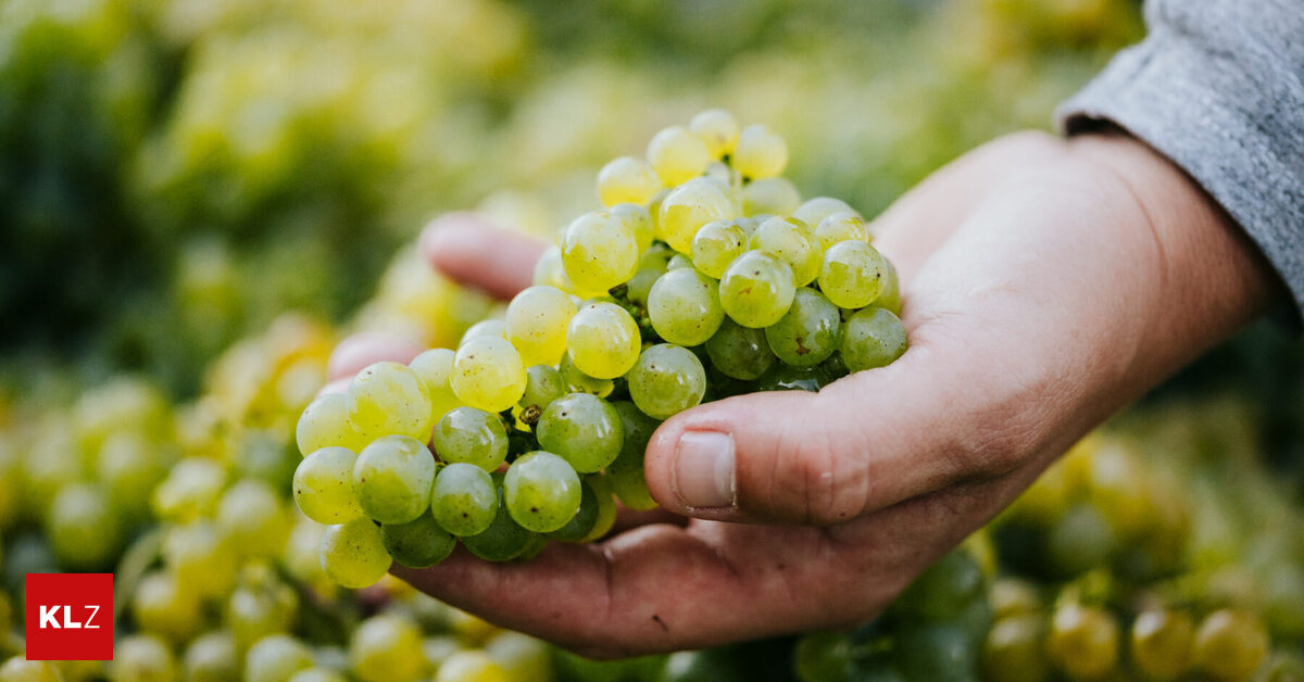 54-Prozent-mehr-steirischer-Wein-geerntet-als-vor-einem-Jahr