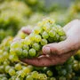 In der Steiermark wurde 2025 eine überdurchschnittliche Erntemenge eingefahren 