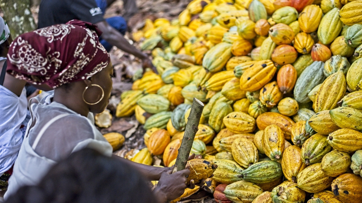 Kakao zählt zu den wichtigsten Fairtrade-Produkten in Österreich 