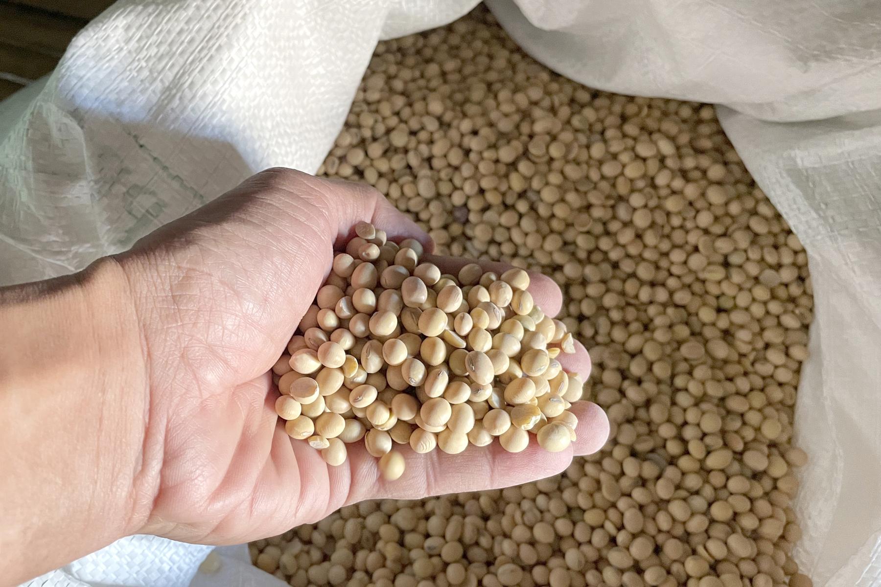 Trump fordert: China soll Sojabohnen-Bestellungen aus USA vervierfachen