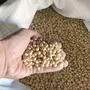 Ripe soybean seeds in farmer's hands, soybeans in sack. soybean farmer's harvest   xkwx agriculture background bean brown cereal closeup crack crop cultivated culture diet digest dry farm farmer farming field finger food gold grain growing hand handful harvest health healthy hold human ingredient legume man natural nature nutrition organic plant raw ripe rural seed soy soya soya bean soybean trailer two vegetarian yellow