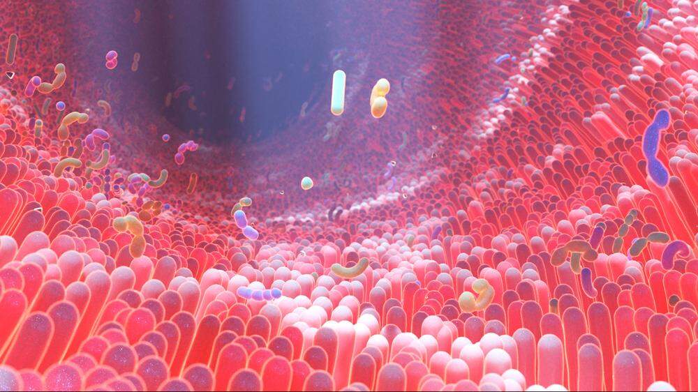 3D-Rendering von Bakterien im menschlichen Darm