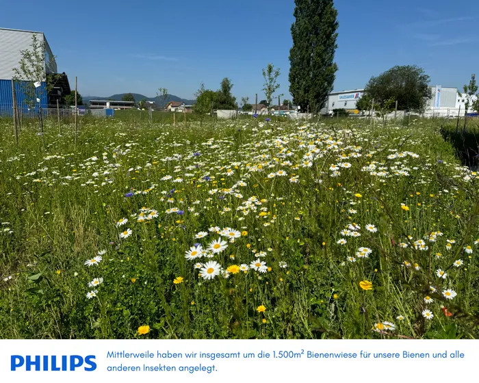 Blumenwiese am Philips-Gelände in Klagenfurt
