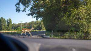 Im Herbst sind Wildtiere verstärkt auf Nahrungssuche unterwegs