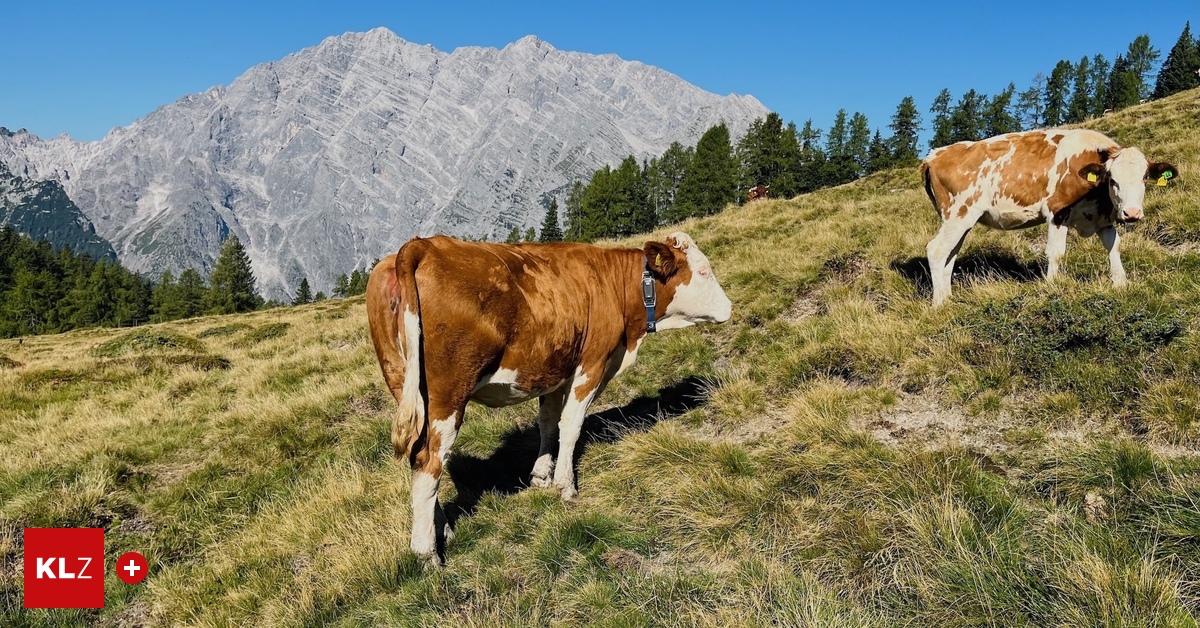 High-tech collars are intended to simplify alpine farming