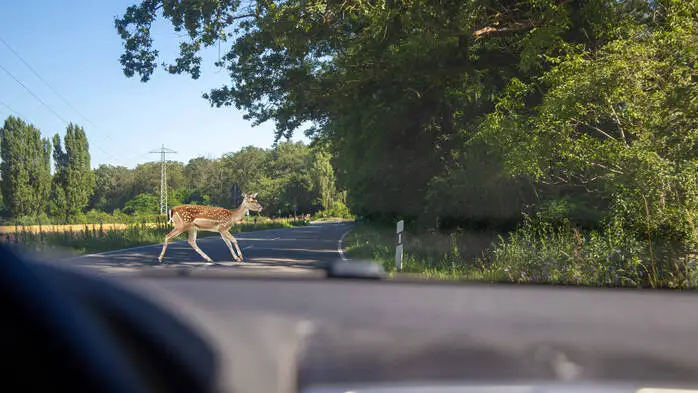 Im Herbst sind Wildtiere verstärkt auf Nahrungssuche unterwegs