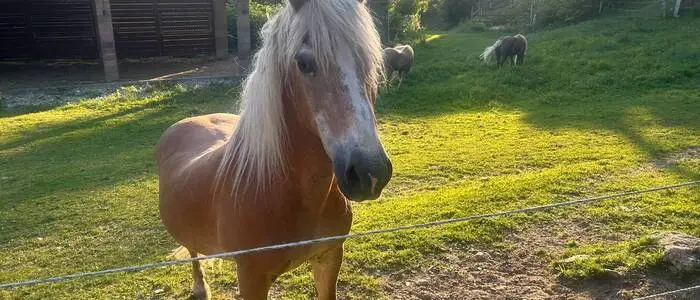U40-Haflinger Arno