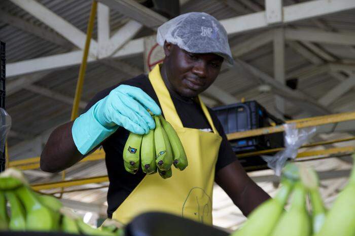 Bananen zählen zu den wichtigsten Fairtrade-Produkten 