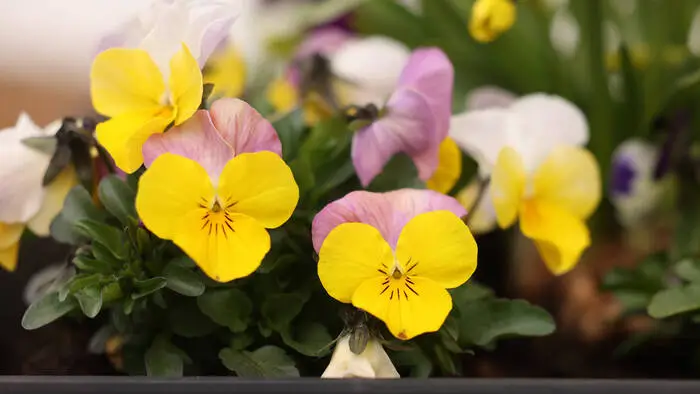 Ein bunter Blickfang in Herbst und Frühling: Stiefmütterchen werden jetzt gesät